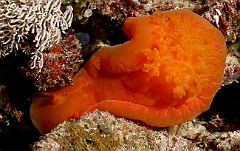 Raja Ampat 2016 - Hexabranchus sanguineus - Spanish Dancer - Danseuse Espagnole - IMG_5466_rc